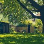 1742309854_Baumbestand-Nachbarn